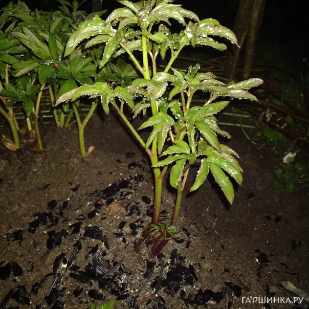 превью изображения отзыва