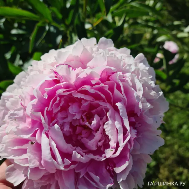 превью изображения отзыва