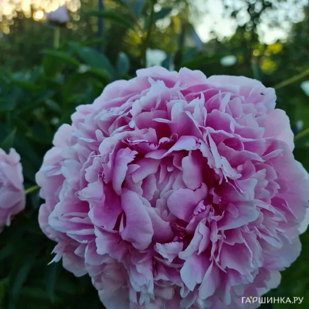 превью изображения отзыва