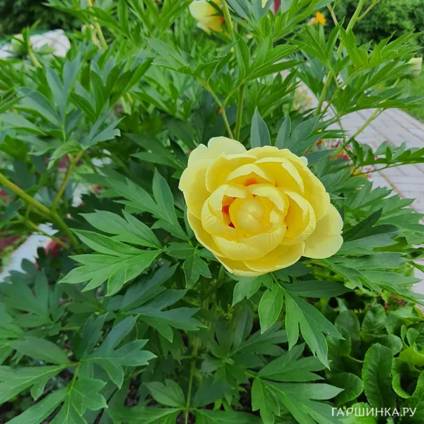 превью изображения отзыва