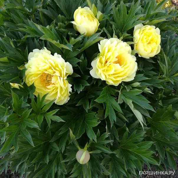 превью изображения отзыва