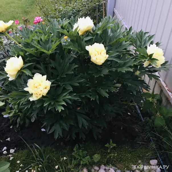 превью изображения отзыва