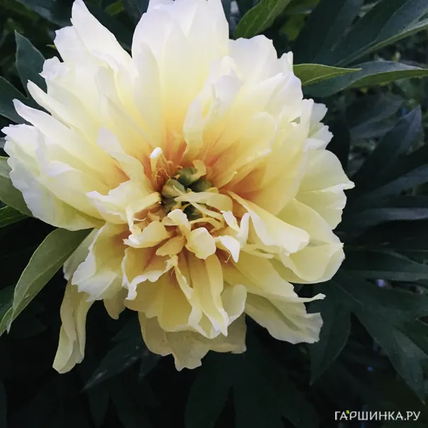 превью изображения отзыва