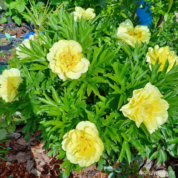 превью изображения отзыва