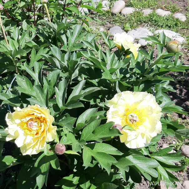 превью изображения отзыва