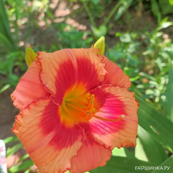 превью изображения отзыва