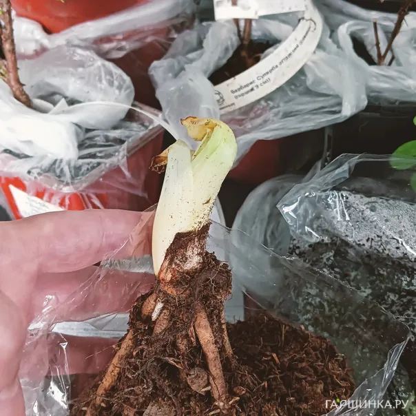 превью изображения отзыва