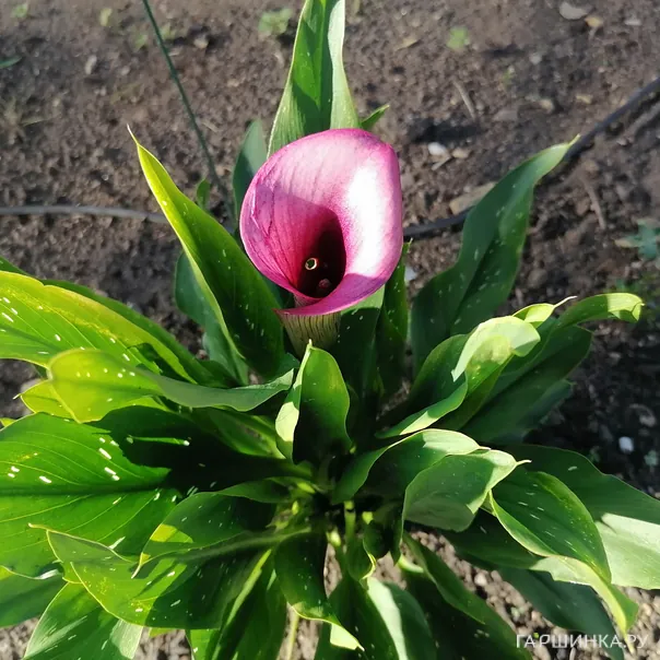 превью изображения отзыва