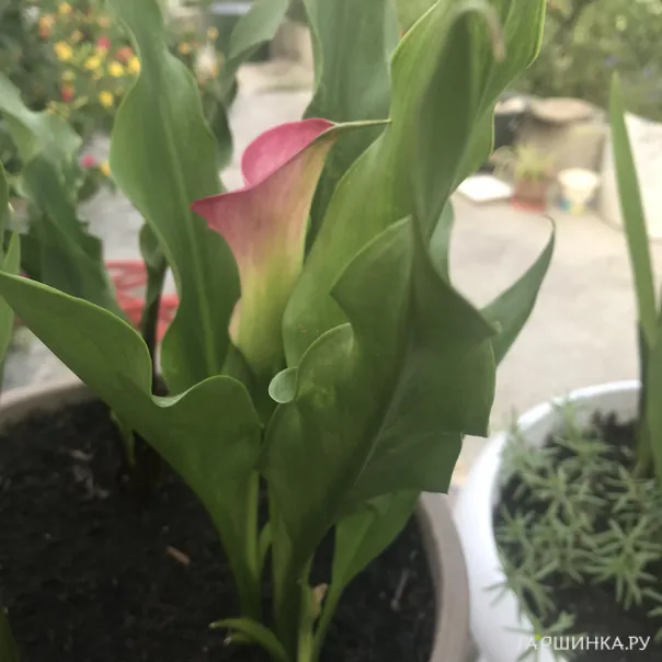 превью изображения отзыва