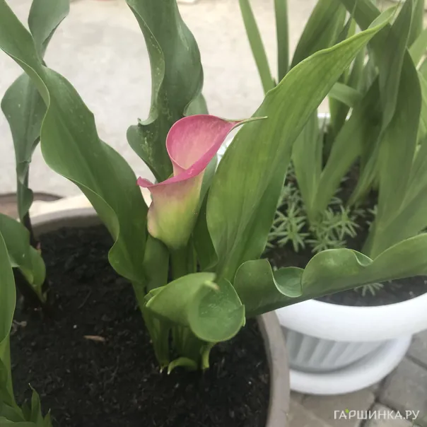 превью изображения отзыва