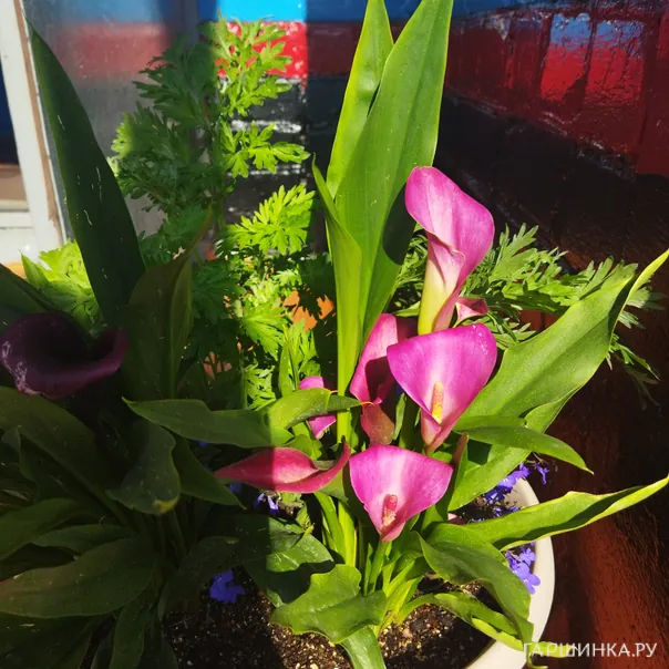 превью изображения отзыва