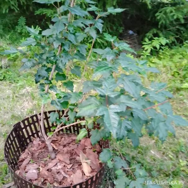 превью изображения отзыва