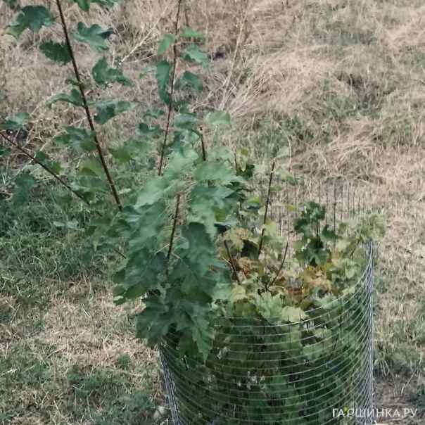 превью изображения отзыва