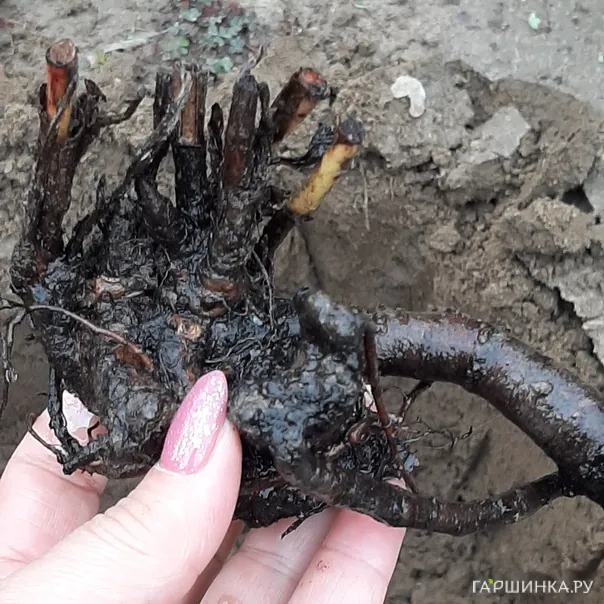 превью изображения отзыва