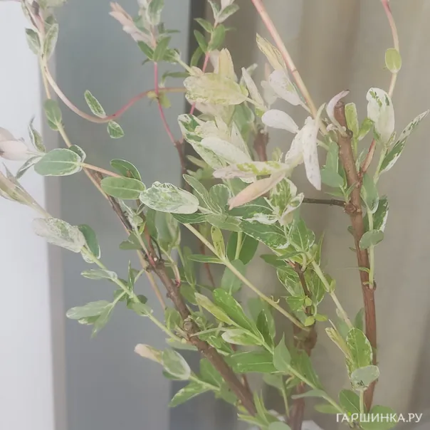 превью изображения отзыва