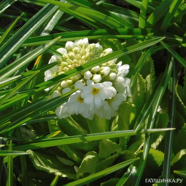 превью изображения отзыва