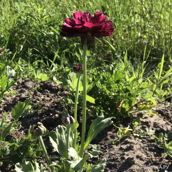 превью изображения отзыва