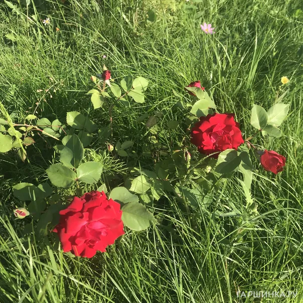 превью изображения отзыва