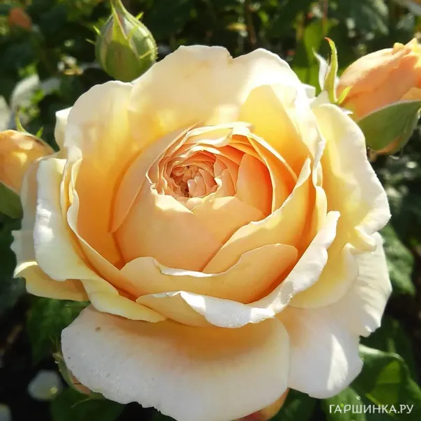 превью изображения отзыва