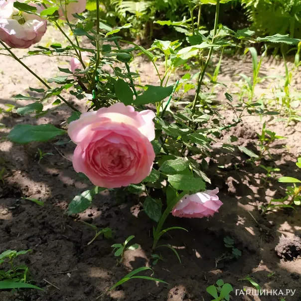 превью изображения отзыва