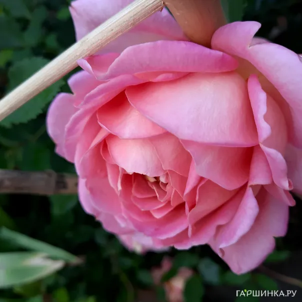 превью изображения отзыва