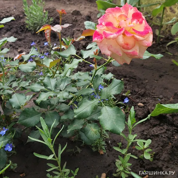 превью изображения отзыва