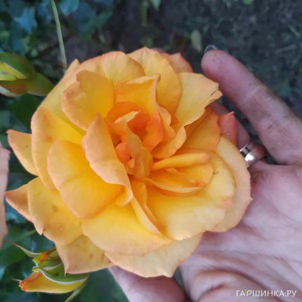 превью изображения отзыва