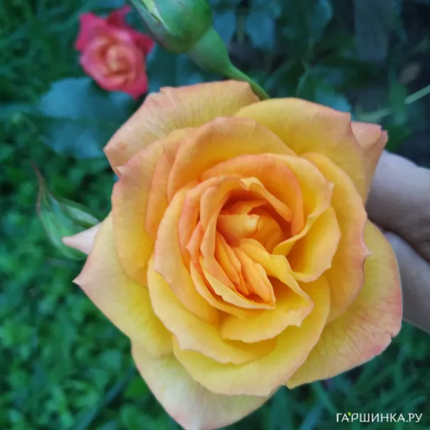 превью изображения отзыва