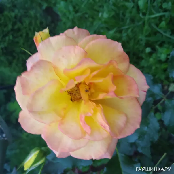 превью изображения отзыва