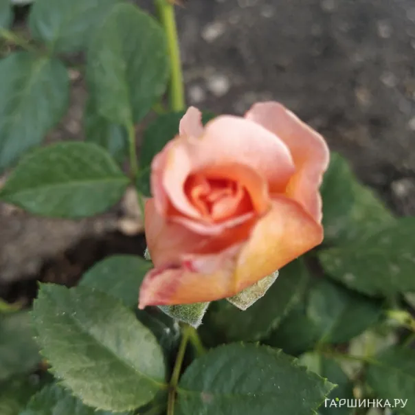 превью изображения отзыва