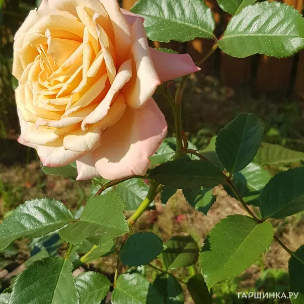 превью изображения отзыва