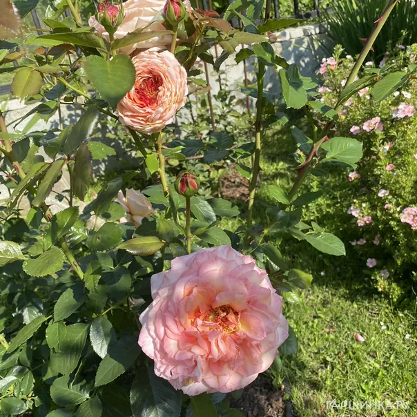 превью изображения отзыва