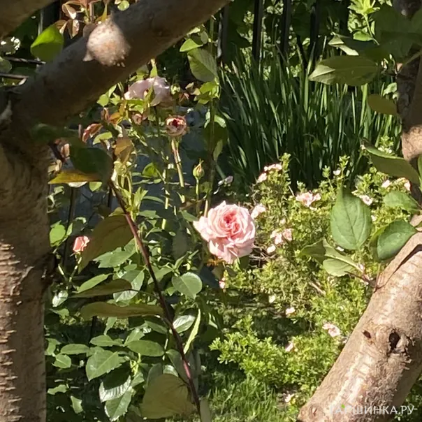 превью изображения отзыва