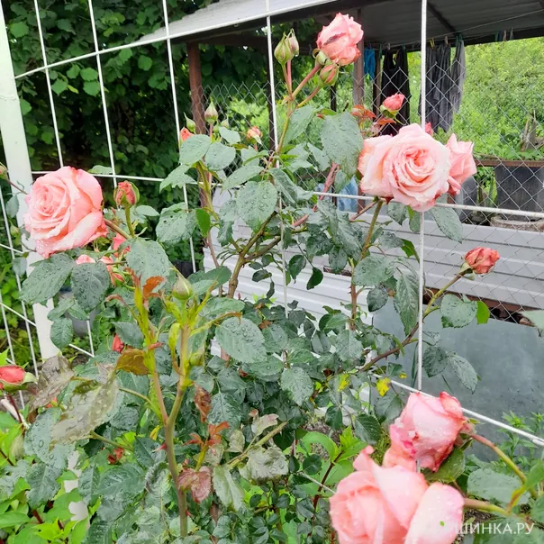 превью изображения отзыва