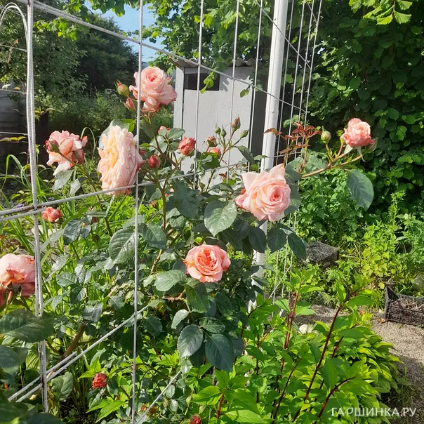 превью изображения отзыва