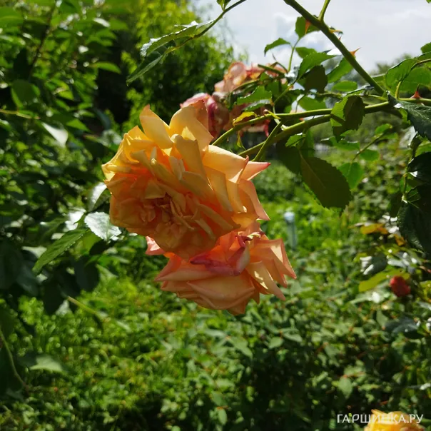 превью изображения отзыва