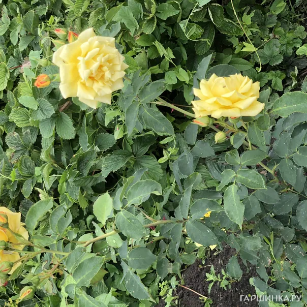 превью изображения отзыва