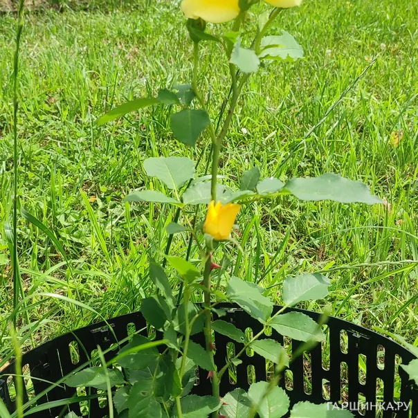 превью изображения отзыва