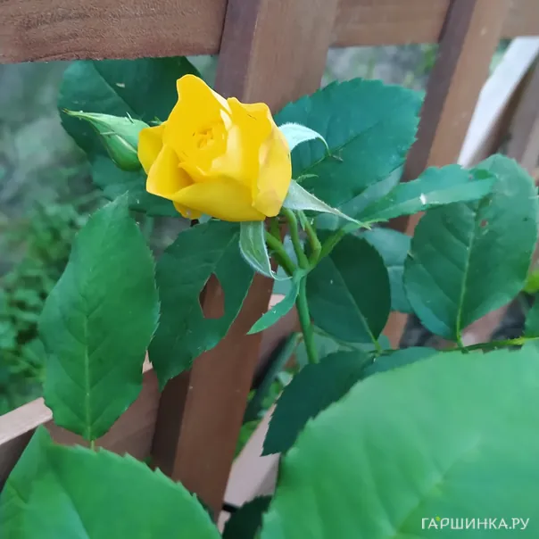 превью изображения отзыва