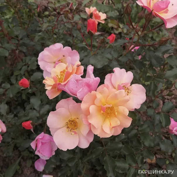 превью изображения отзыва