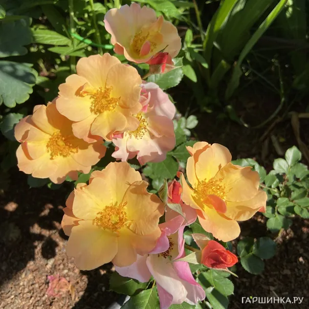 превью изображения отзыва