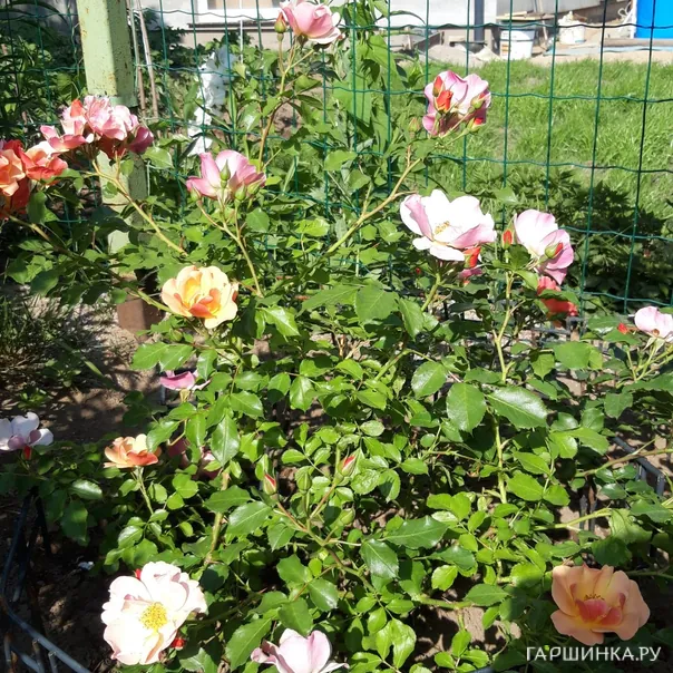 превью изображения отзыва