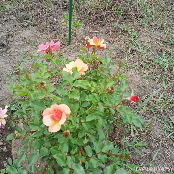 превью изображения отзыва