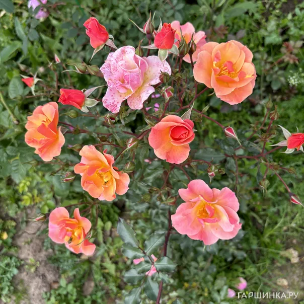 превью изображения отзыва