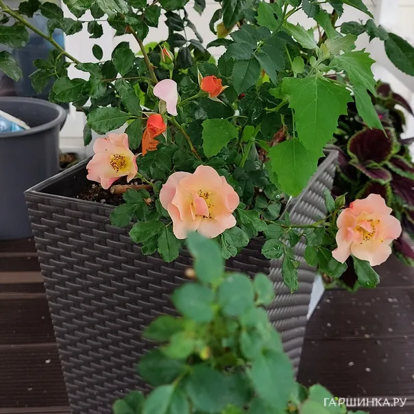 превью изображения отзыва