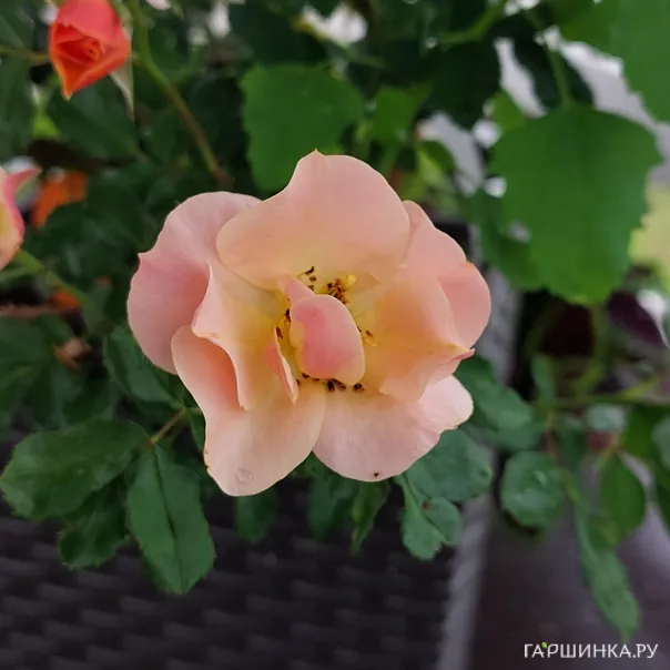 превью изображения отзыва