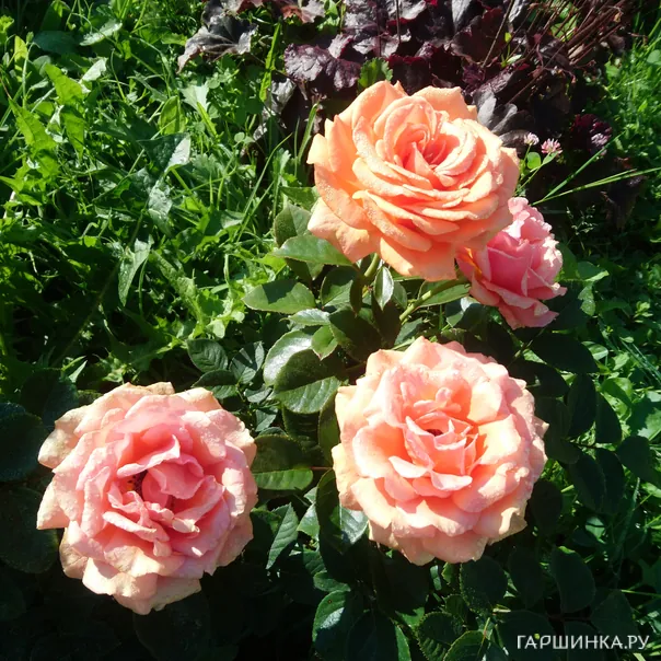 превью изображения отзыва