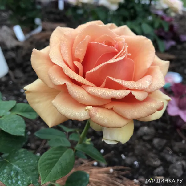 превью изображения отзыва