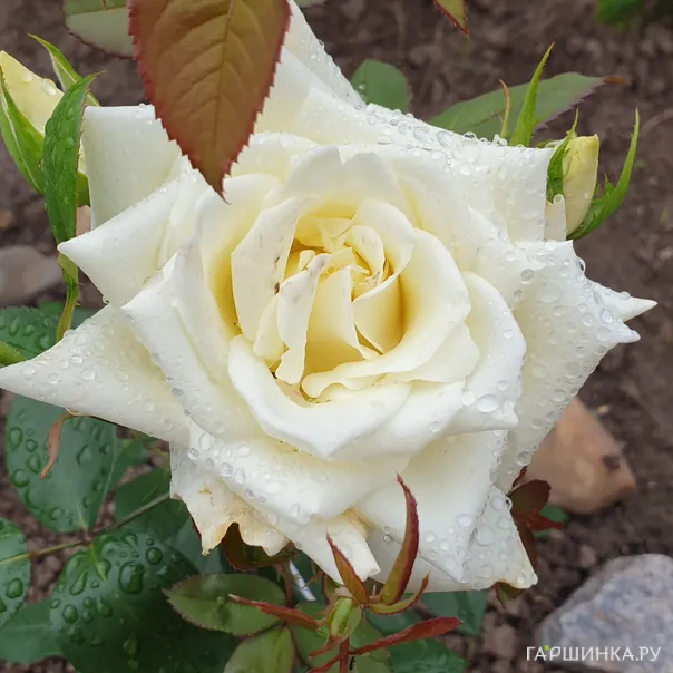 превью изображения отзыва