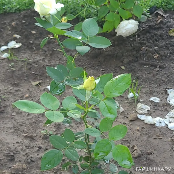 превью изображения отзыва